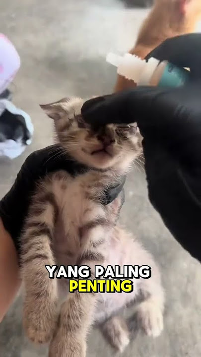 beli kat sini https://s.shopee.com.my/70Ajavg1Kd