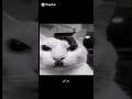 3 طرق لتصبح مثل كتلر Cat Larry Larrylegend Memes Edit Funny Like Scary Humor 