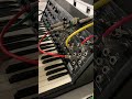 Korg MS-20 duophonic adventures. The fifth. #korgms20
