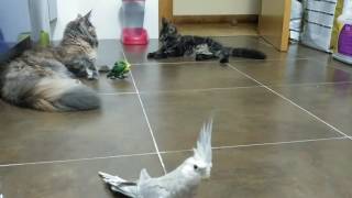 Gatos vs Pajaros