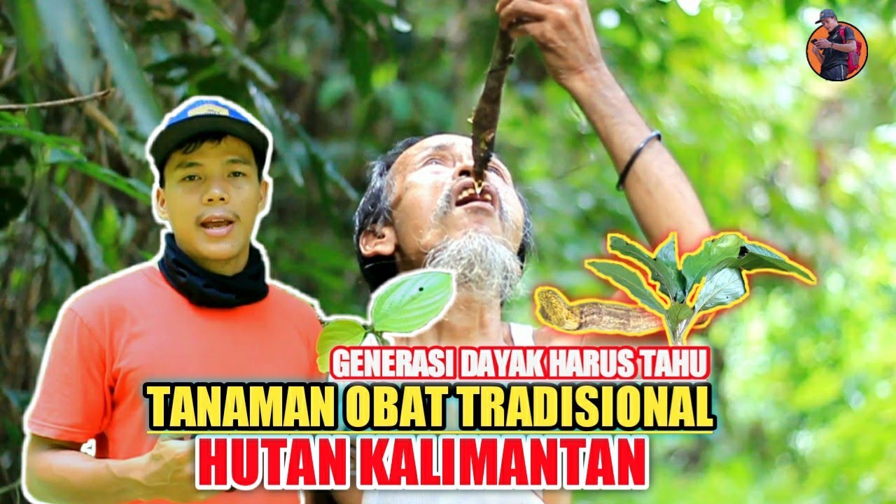 Mencari Tumbuhan Obat Tradisional Hutan Kalimantan YouTube