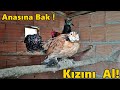 Lohman Tavukları Kümese Aldım!-Civcivlerin Son Durumu!-#Tekirdağ#civciv#horoz#tavuk#hindi#bıldırcın