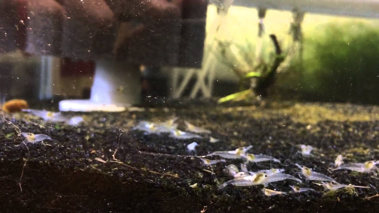 dwarf shrimp compatibility chart Fish Room Tour and All Tanks Update: Part 2
