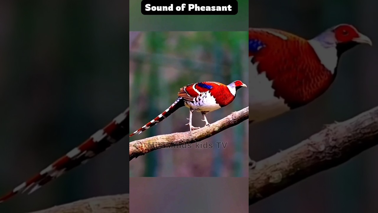 🔊 Pheasant Sound for Kids | Real Bird Sound | MiniMinds Kids TV | 