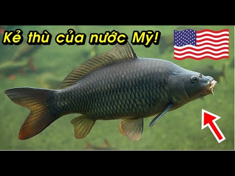 Video: Địa điểm Câu cá Thể thao Tốt nhất ở Nam Mỹ