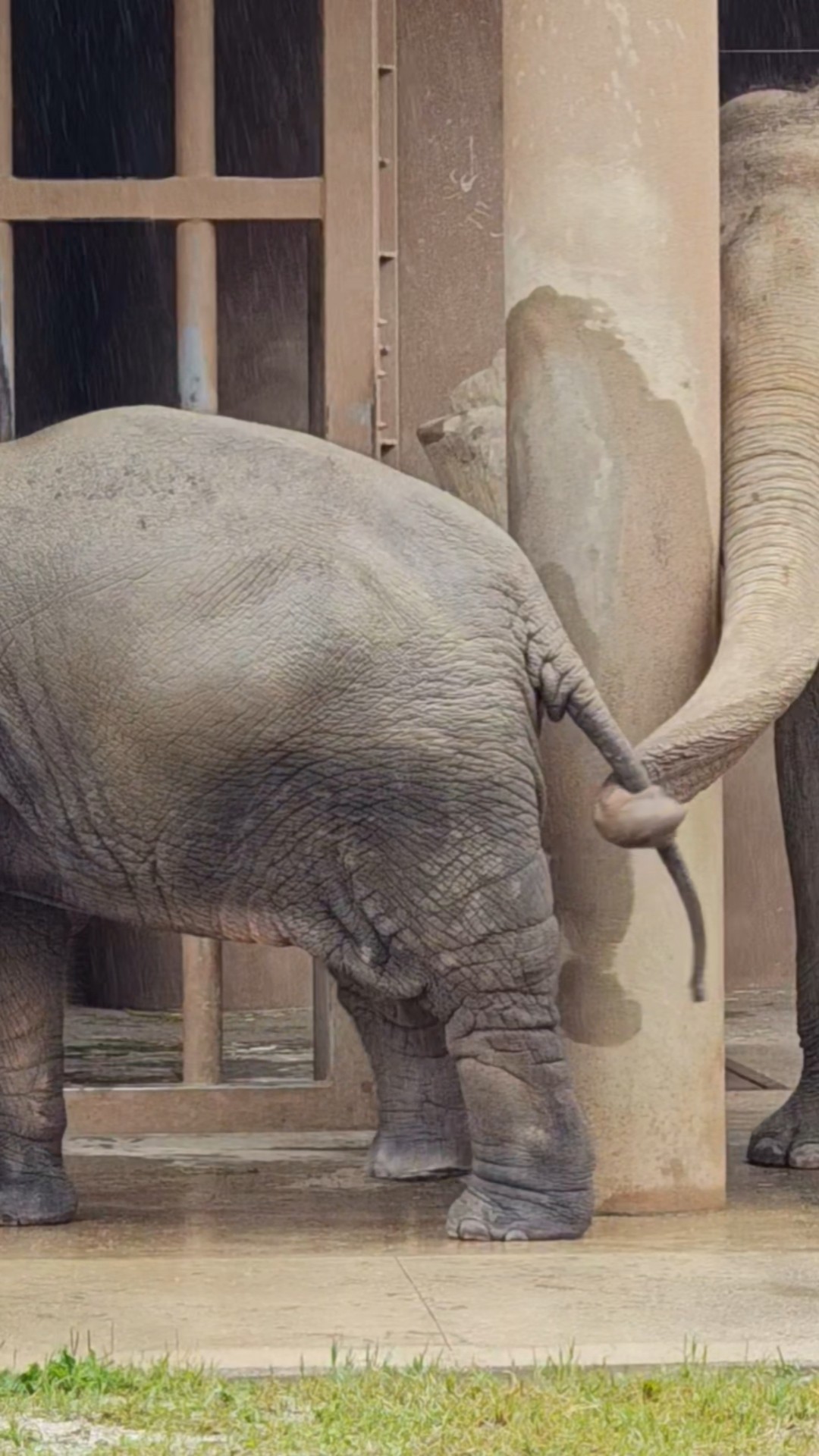 Higashiyama Zoo and Botanical Gardens] An overly affectionate