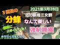 日本みつばち ５番巣箱 強群 北の新母越冬群 第三分蜂 2021年3月28日