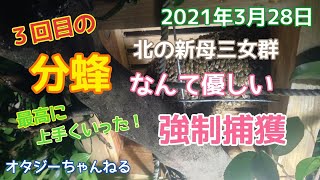 日本みつばち ５番巣箱 強群 北の新母越冬群 第三分蜂 2021年3月28日