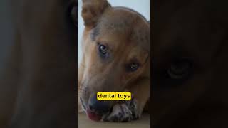 Hidden Threats in Your Dog&#39;s Mouth: Dog Dental Care and Periodontal Disease