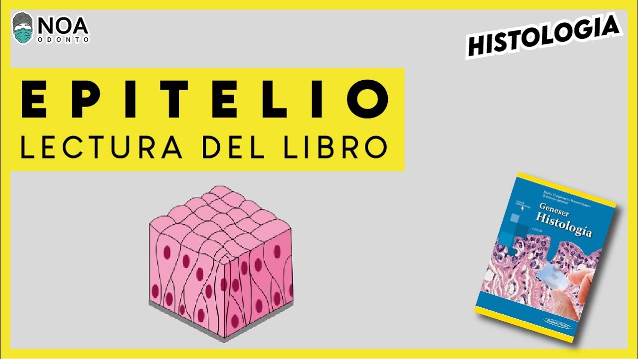 Histología epitelio - Lectura del libro Geneser - YouTube