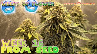 BIGGEST BUDS IVE EVER SAW WEEK 9  FLOWER MASSIVE WEEK 12 AUTOFLOWERS Spiderfarmer 2x4 4x4 grow