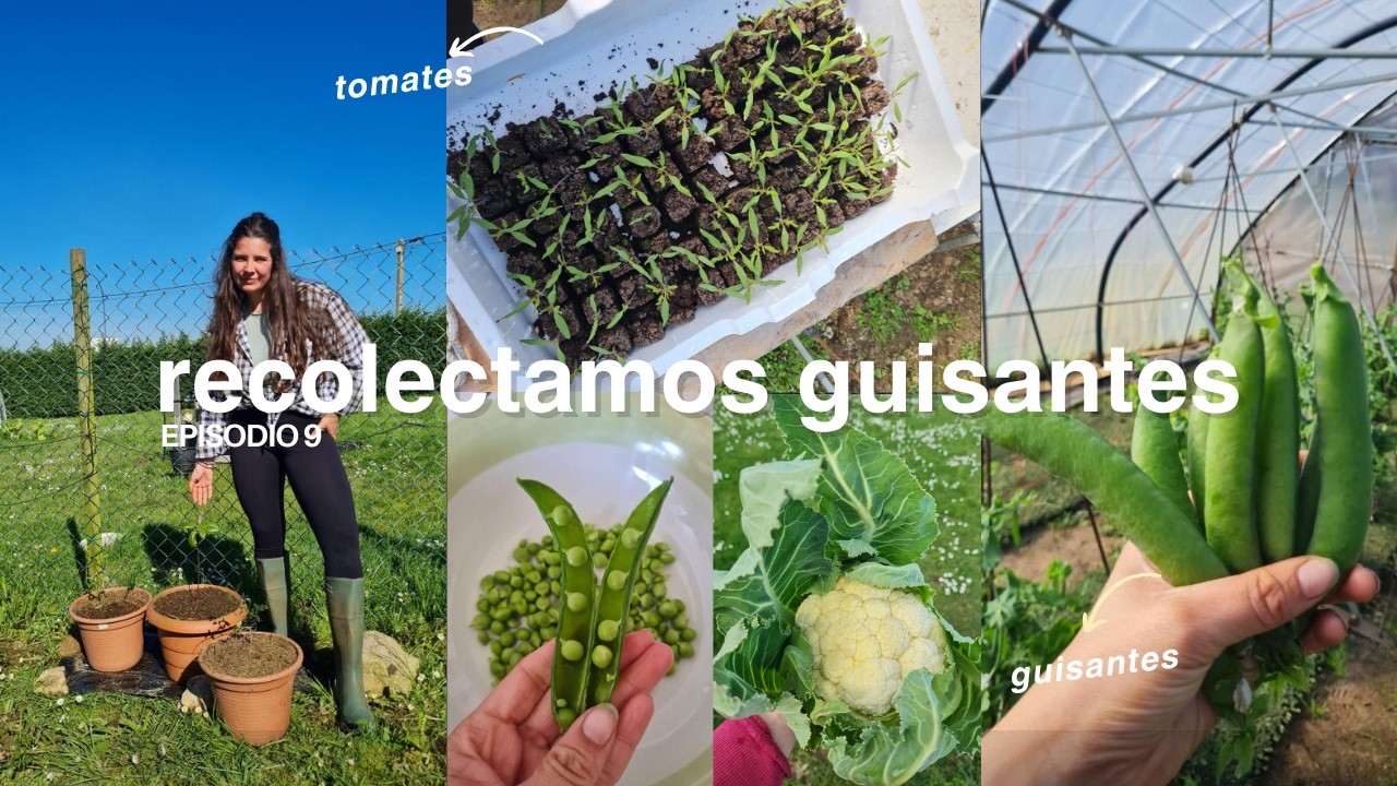 Recolectamos guisantes y hacemos semilleros de pepino y berenjena🫛👩‍🌾