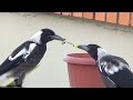 Magpie Kids play, fight, destroy plant