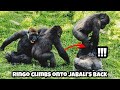 Ringo can’t resist climbing onto Jabali’s back again 😆林戈忍不住又跑去踩呷百二的背#gorilla