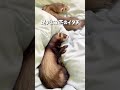 フェレットを放し飼いするとこうなる。