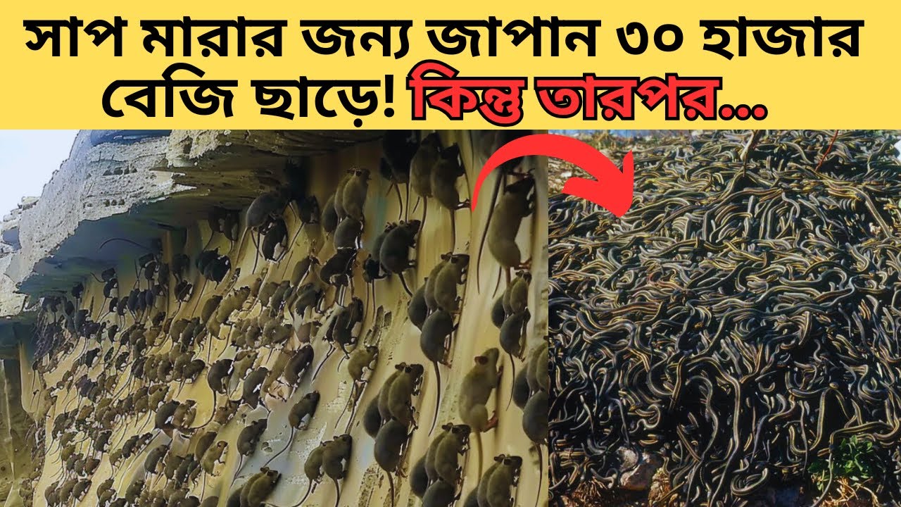 জাপান সাপ মারার জন্য কিছু বেজি ছেড়ে ছিলো ! Japan Brought Snake Killers to the Island 25 Years Later