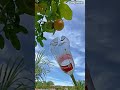 수작업 장비로 높은 나무 열매 수확하는 방법 #worker #process #eco #garden #orange