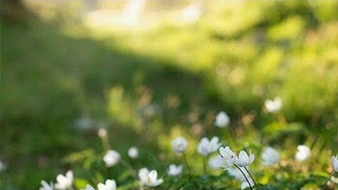 ص (٥٦) سورة آل عمران - القارئ الشيخ مشاري راشد العفاسي حفظه الله تعالى ...
