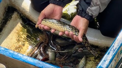 Đổ Dớn Sau Bão 13 Đồng Tha La Cá Linh Cá Chạch Thấy Ham | Ăn Bữa Cơm Quê Dân Dã Ven Đồng. 