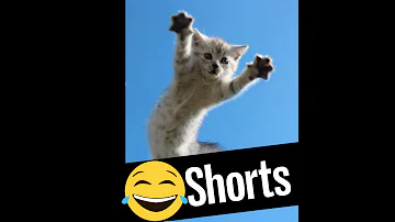 FLYING CAT IN MIAMI MISSION IMPOSSIBLE THEME #Shorts #Cats #funnyshorts