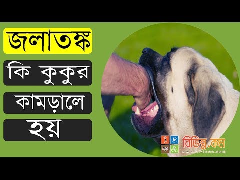 ভিডিও: কুকুরের মধ্যে সার্কোভাইরাস: লক্ষণ, কারণ এবং চিকিত্সা