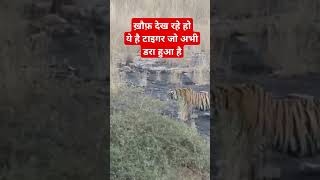 Fight between sloth bear & tiger #viralvideo #wildlife #video #reels #subscribe #shorts #shortvideo