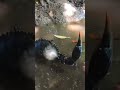 挟まれると指が引きちぎれる噂の巨大カニ #shorts