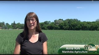 Wheat School: Hitting the fungicide timing window in hot conditions