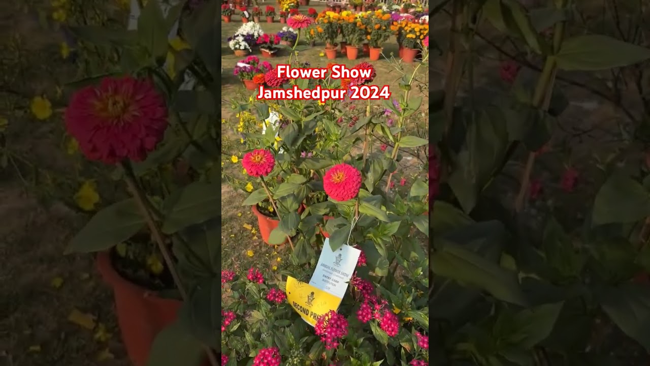 Flower Show Jamshedpur 2024 