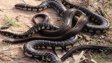 Wow! Two Girls Catch Big Water Snakes-Catch Big Water Snake With Hand-Best Fishing Videos- Fishing
