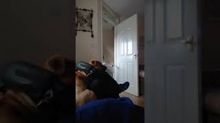 Storm The Staffie 14 Sharpie Watching Tv Vets