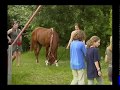 Distanzreiten - Sport im Einklang mit Natur und Pferd