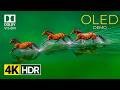 Amazing Clarity OLED TEST In HDR | Dolby Vision 4K Demo Video