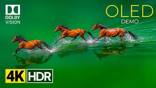 Amazing Clarity OLED TEST In HDR | Dolby Vision 4K Demo Video