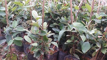 Sỉ lẻ cây sim rừng/ship cod toàn quốc/0819972997