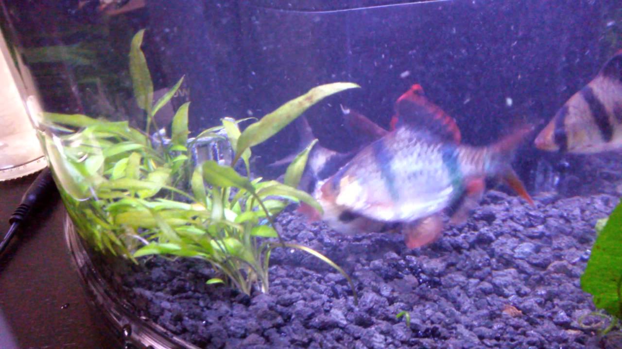 tiger-barb-breeding-youtube