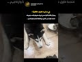 ردة فعل الكلبة الأم مع صغيرها المزعج كلاب ضحك كوميديات