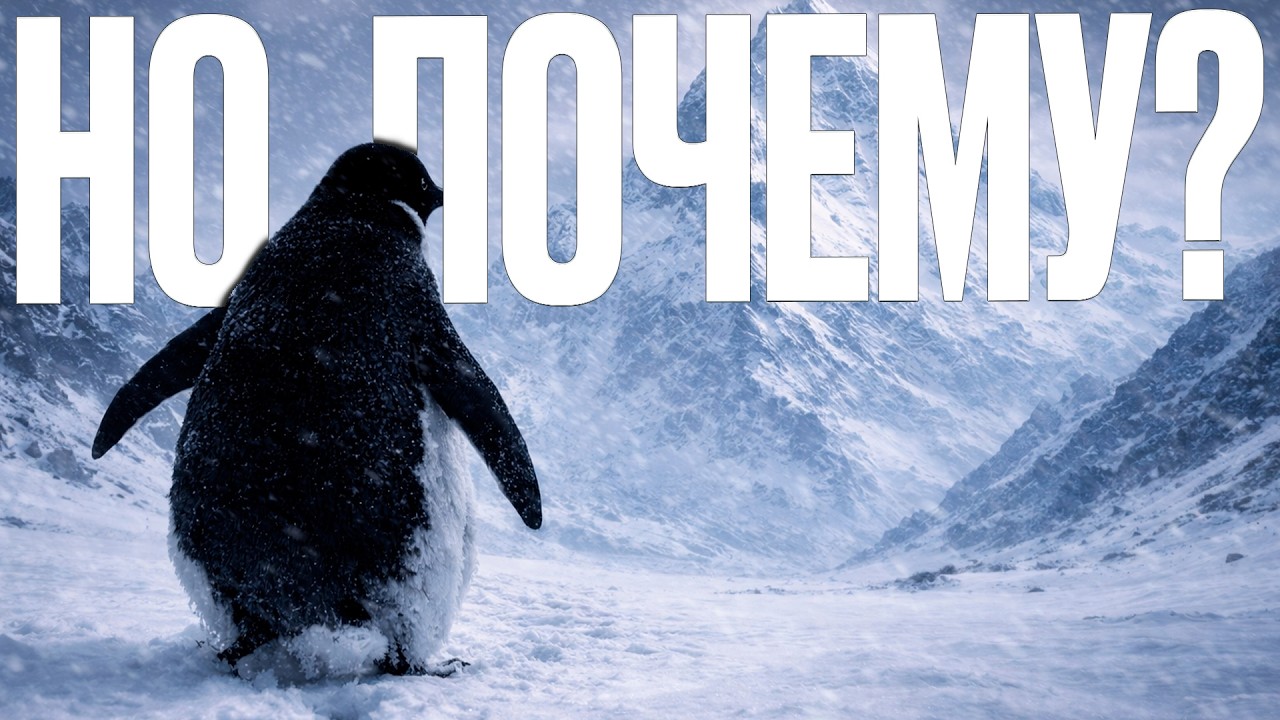 Пингвин, который пошёл умирать. Скрытый смысл мема с Пингвином