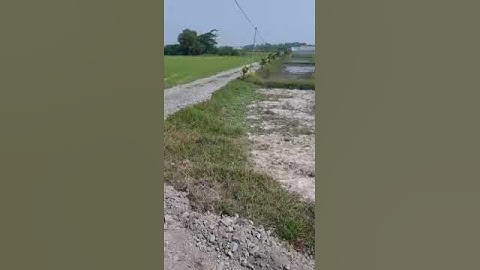 bán đất lúa dht đức hòa Long An 139x41 giá 8ty5 còn tl