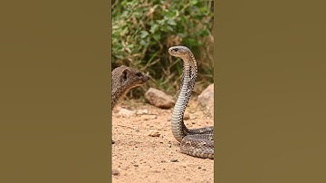 #kingcobra #wildlife #kingsnake #animals