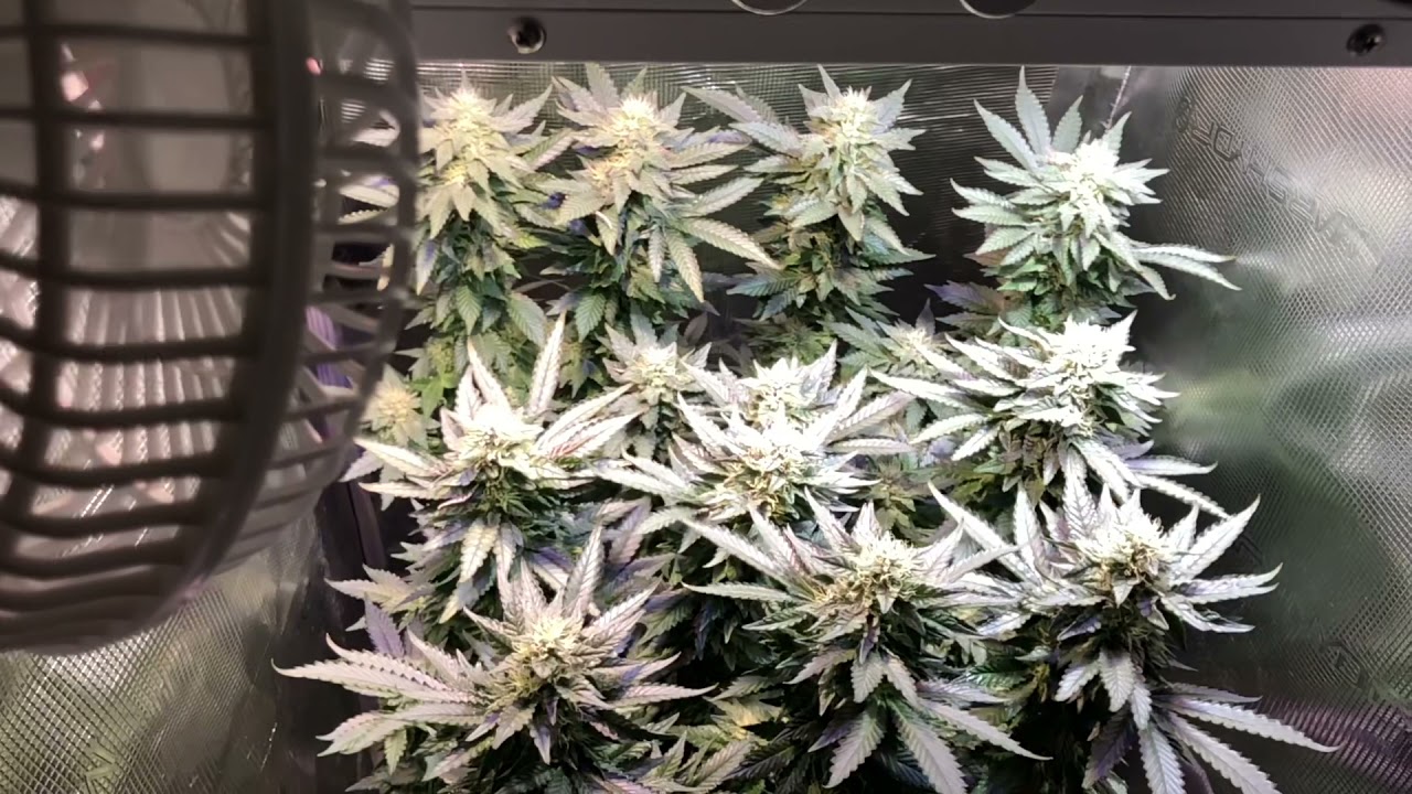 Week 5 - Runtz Muffin - Barney’s Farm