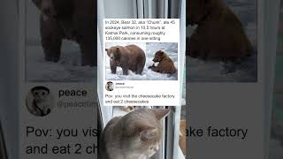 This Bear Made One Meal Look Absurd