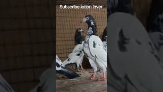 high quality high flying tady pigeon #pigeon #kabutar #shorts