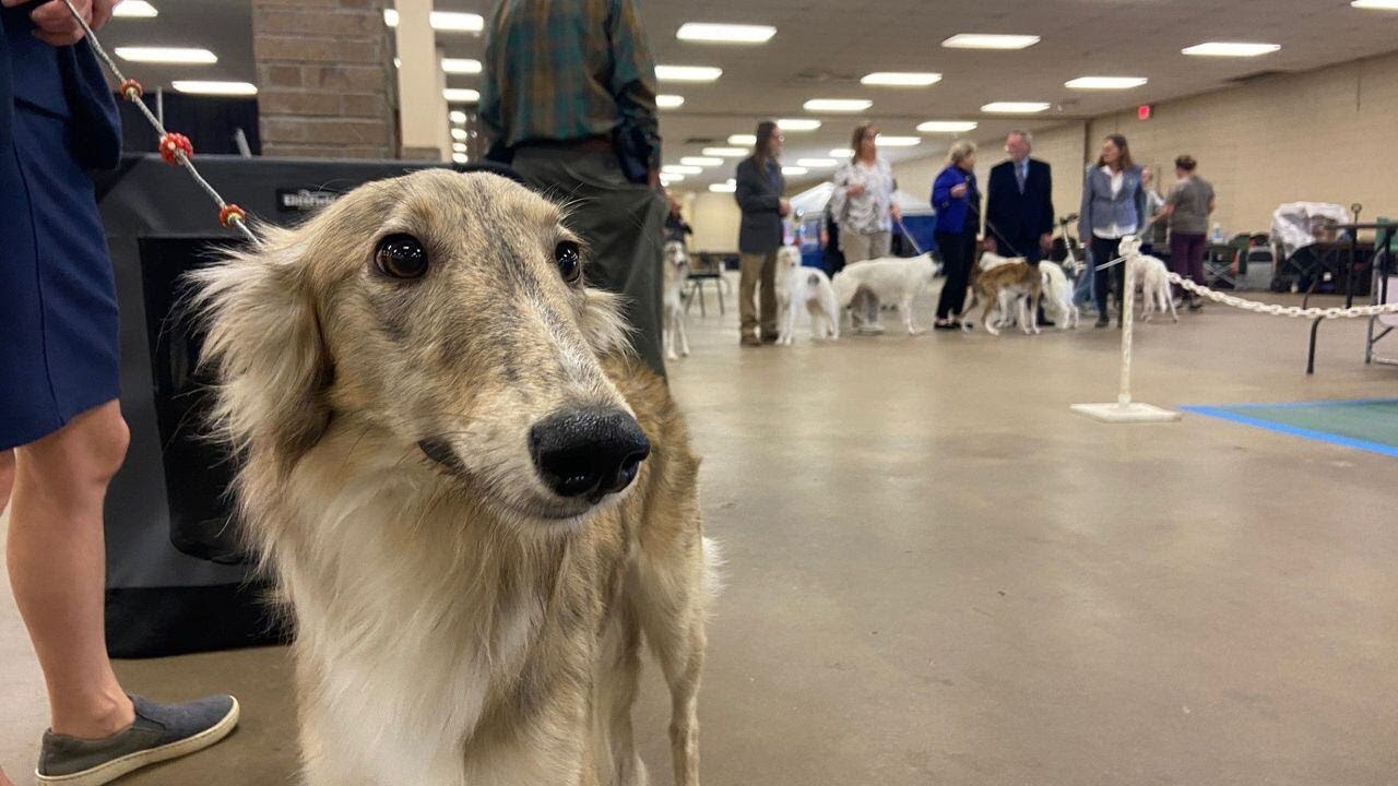 Dog breeder shows off self-created breed at Longview dog show