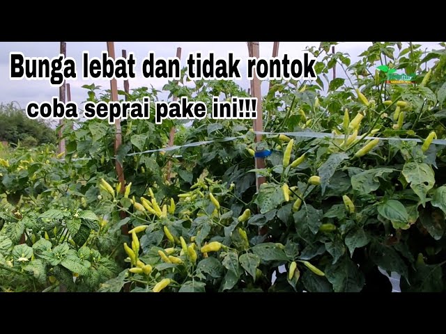 Cabe rawit berbuah lebat dan tidak rontok class=