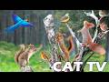 CAT TV ENTERTAIN YOUR CAT All Squirrels Birds Enjoy A Good Day TV For Cat To Stay Stress Free CAT TV ENTERTAIN YOUR CAT All Squirrels Birds Enjoy A Good Day TV For Cat To Stay Stress Free