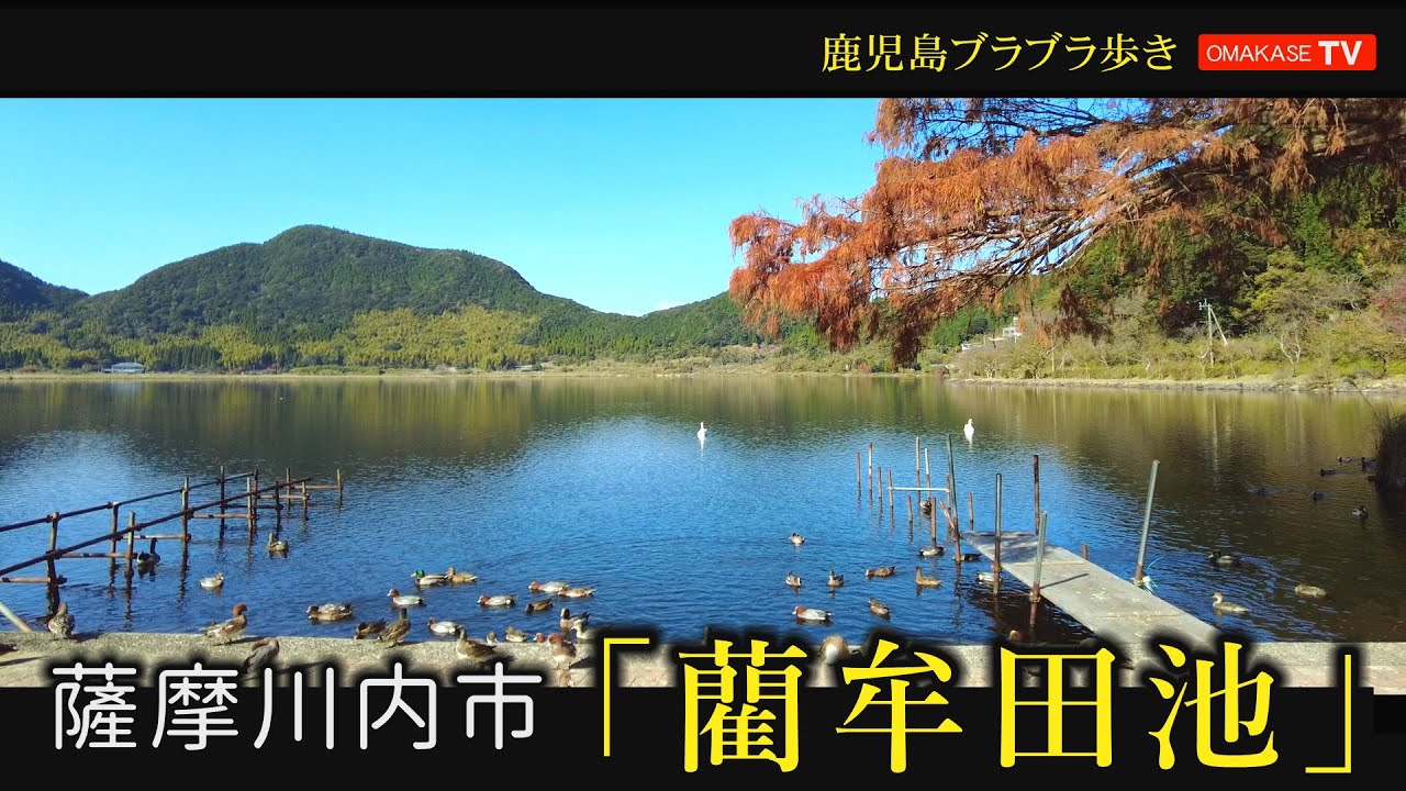 北薩散策　藺牟田池　薩摩川内市　ラムサール条約#北薩#Japan#Strol