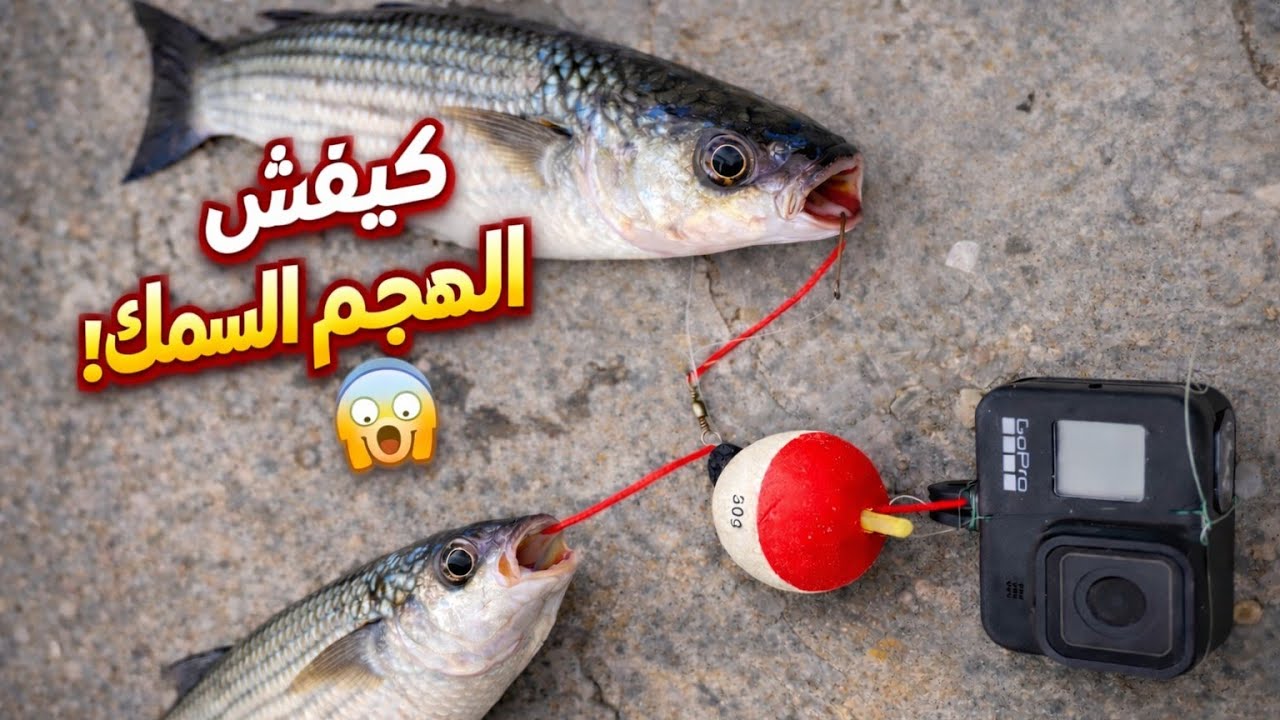 صادفنا أغرب سمكة بوري بتقنية الفرشية مع تسجيل لحظة هجوم سمكة على طعم - تحدي أمواج تسونامي