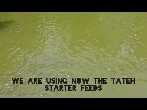 Tilapia Feeding of