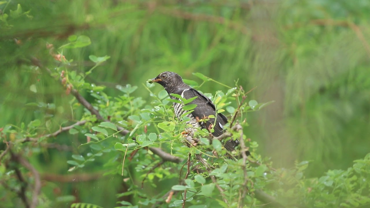 野鳥動画（中国南部）ツツドリOrientalorHymalayan20180902 101A3515 - YouTube